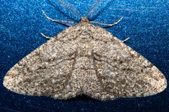 Zermizinga indocilisaria