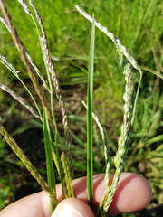 Eriochloa pseudoacrotricha