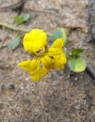 Goodenia glabra