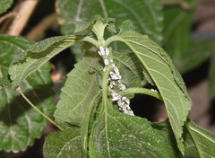 Ortheziidae