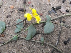 Goodenia glabra