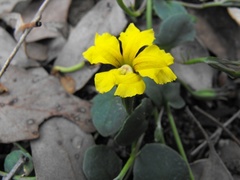 Goodenia glabra