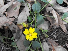 Goodenia glabra