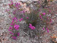 Homalocalyx polyandrus