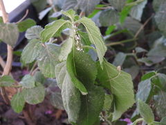 Ortheziidae