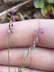 Polygala paniculata