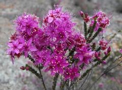 Homalocalyx polyandrus