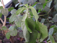 Ortheziidae