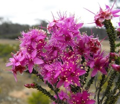 Homalocalyx polyandrus