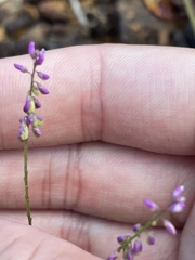 Polygala paniculata
