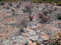 Homalocalyx polyandrus