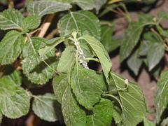 Ortheziidae