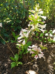 Weigela