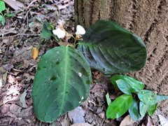 Angiospermae