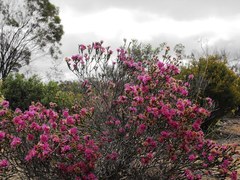 Homalocalyx polyandrus