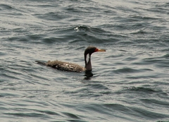 Poikilocarbo gaimardi