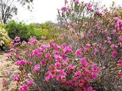 Homalocalyx polyandrus