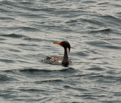 Poikilocarbo gaimardi