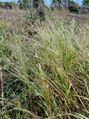 Digitaria porrecta