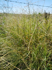 Digitaria porrecta