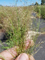 Eragrostis cylindriflora