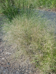 Eragrostis cylindriflora