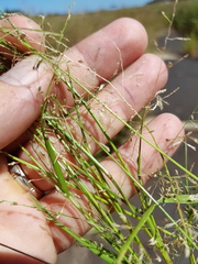Eragrostis cylindriflora
