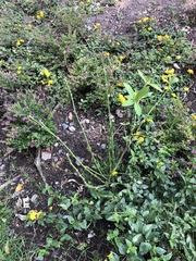 Asclepias curassavica