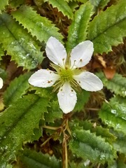 Rubus parvus