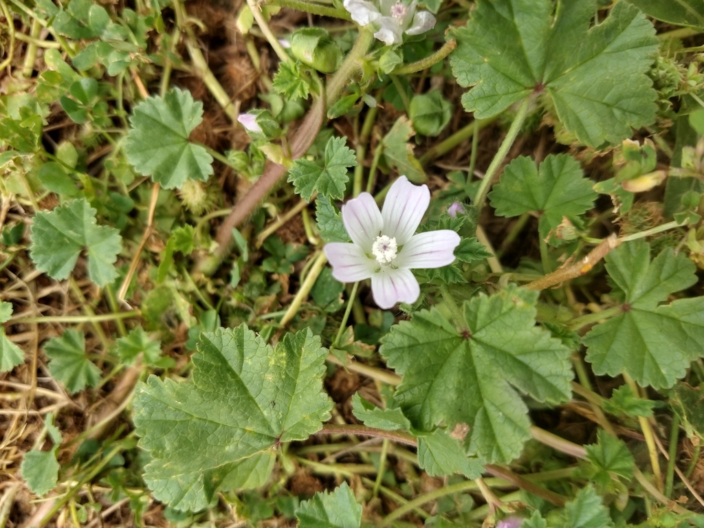 dwarf mallow from Yass Valley, AU-NS, AU on December 27, 2021 at 01:05 ...