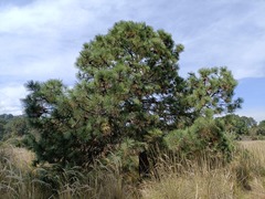 Pinus hartwegii