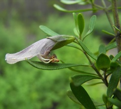 Prostanthera ringens