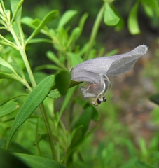 Prostanthera ringens