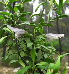 Prostanthera ringens