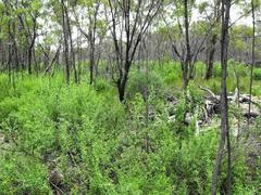 Prostanthera ringens