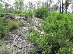 Prostanthera ringens