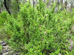 Prostanthera ringens