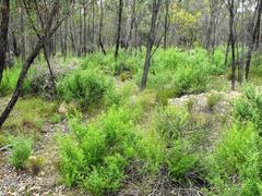 Prostanthera ringens
