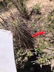 Cleistocactus baumannii