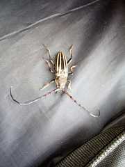 Eriocharis devestivus