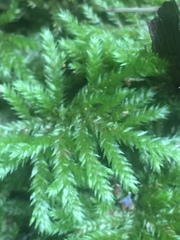 Mniodendron colensoi