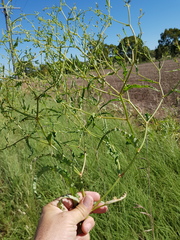 Rumex dumosus