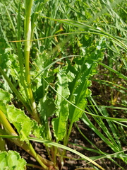 Rumex dumosus