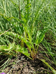 Rumex dumosus