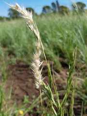Rytidosperma tenuius