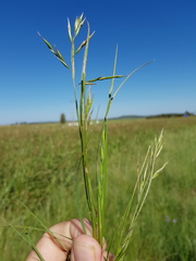 Rytidosperma tenuius