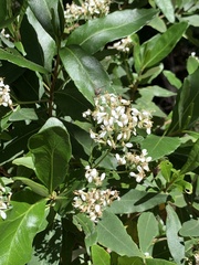 Olearia viscosa