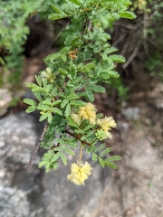 Senegalia gilliesii