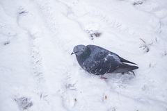 Columba livia