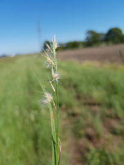 Rytidosperma tenuius